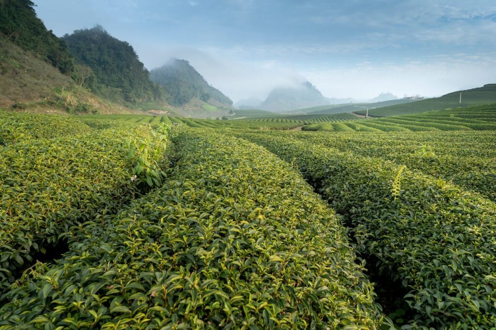 En mark af grøn te.